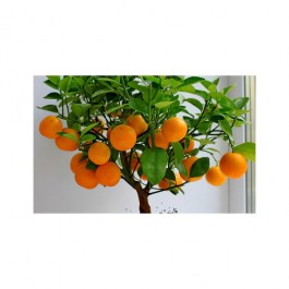 portokalies-050202