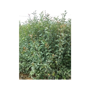 Λιγούστρο πράσινο Φυτά θάμνοι γλάστρα 4 λίτρα - 050405